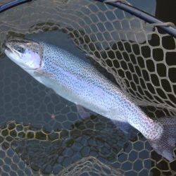 大安トラウトレイク 釣果